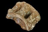 Fossil Xiphactinus (Cretaceous Fish) Vertebra - Kansas #139310-1